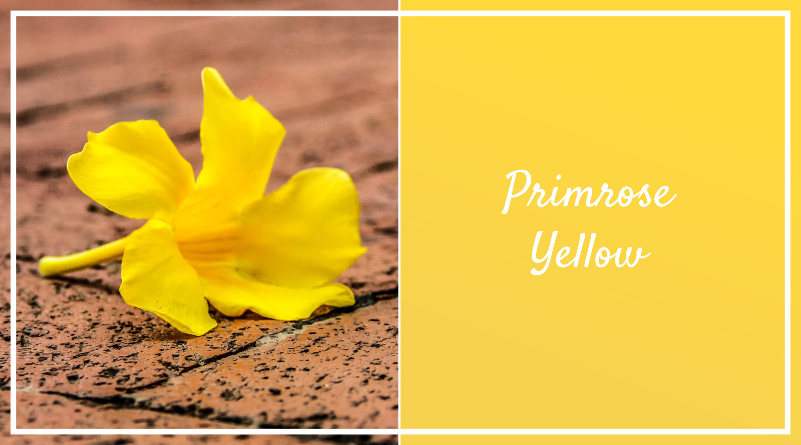 Pantone Spring 2017 Colors - Primrose Yellow